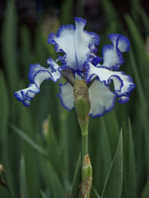 The older variety of irises