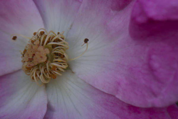 Closeup of that blossom