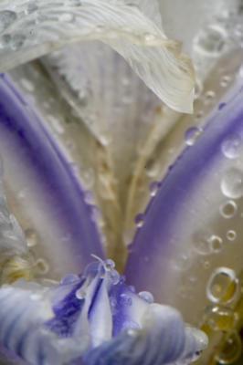 Closeup of that new iris