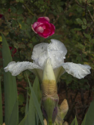 A variety of iris we have not had in the yard before