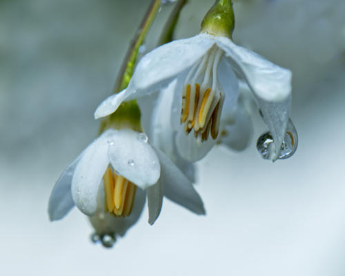 Blossoms with raindrops