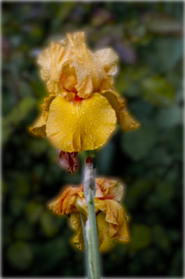 The orange iris