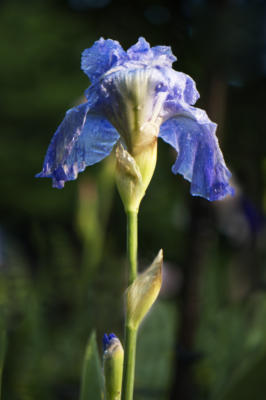 A blue iris