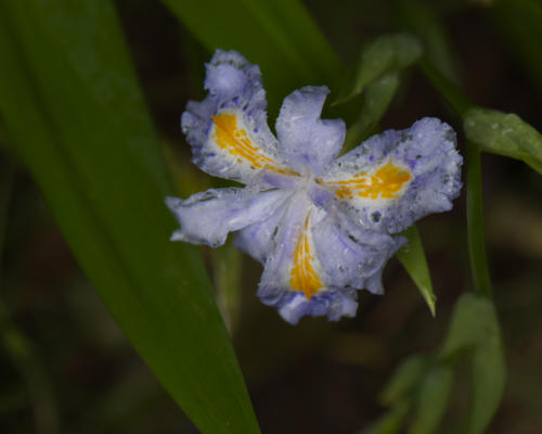 Closeup of a dwarf iris