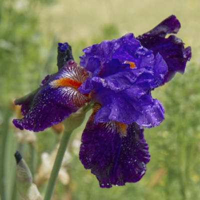 And one last iris bloom