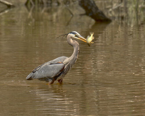 Great Blue Heron feeding at Mill Creek Nature Center in April