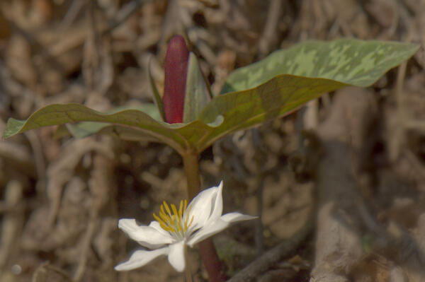 Bloodroot and trillium along the Appalachian Trail on Blue Mountain