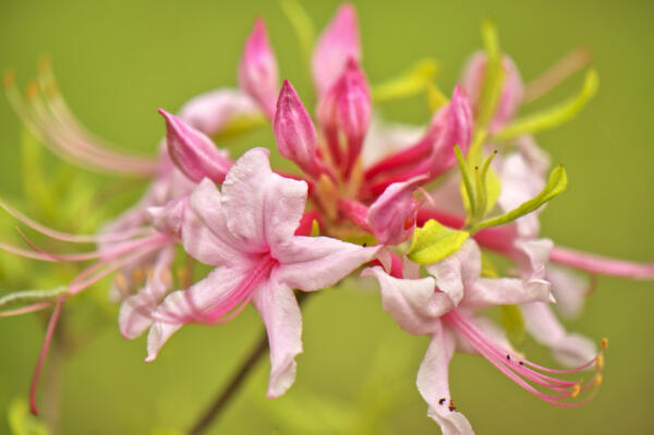 Azalea at the native plant garden in April