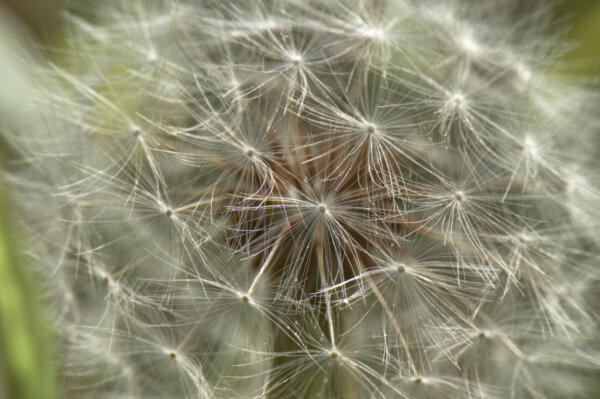Just a dandelion at the native plant garden