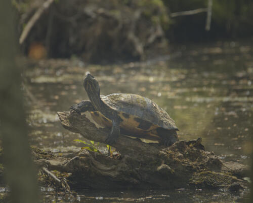 Turtle along the greenway south of the Bethelview Rd trailhead