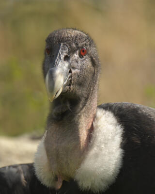 Portrait of an Andean Condor