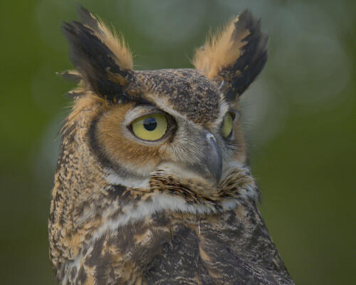 Closeup of the owl