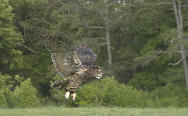 Great Horned Owl on the fly