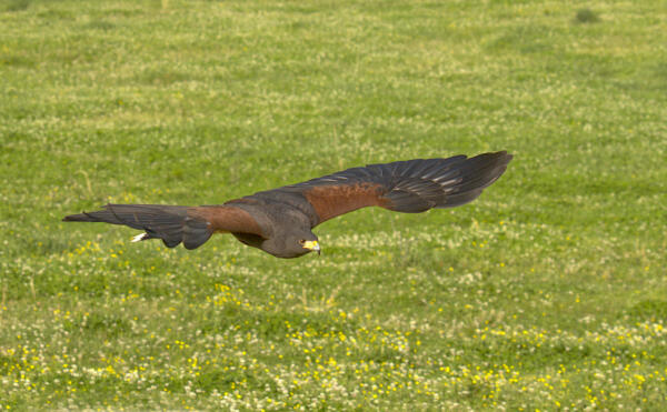 The hawk gliding