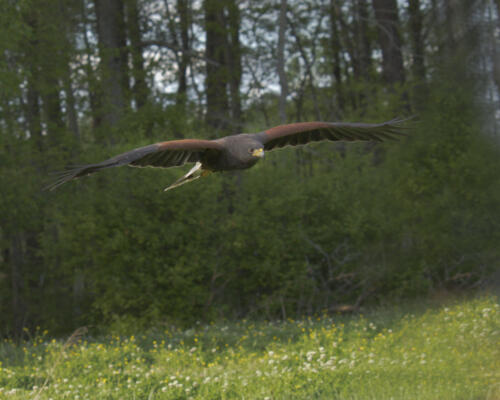 Last shot of the hawk gliding