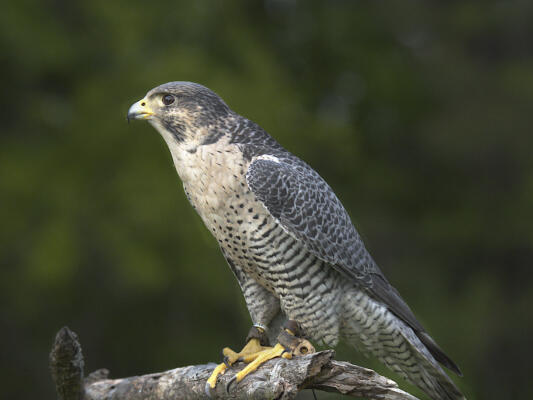 Hybrid (Peregrine and Gyr) falcon perched