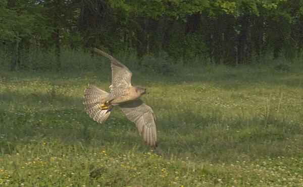 The falcon in flight