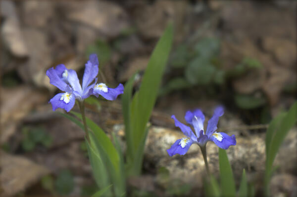 Dwarf crested iris blooms along the trail