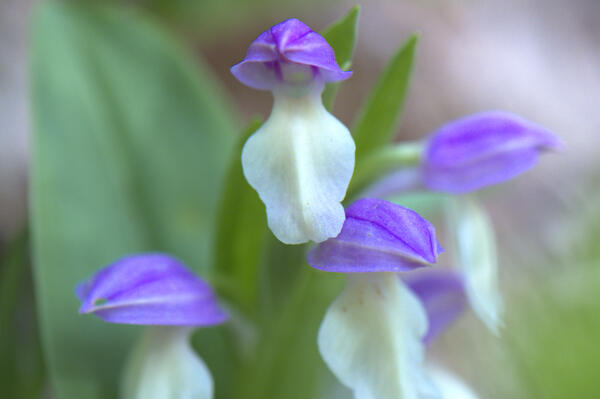 Showy Orchis at Sosebee Cove