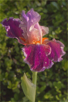 Frontyard iris