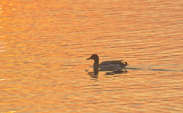 Duck in the reflected sunrise light