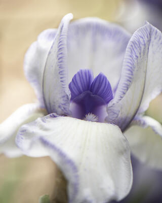 Backyard iris