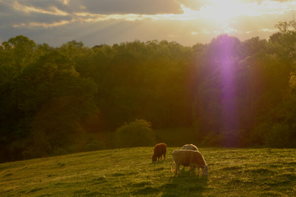 The cow pasture near sunset after the bird shoot