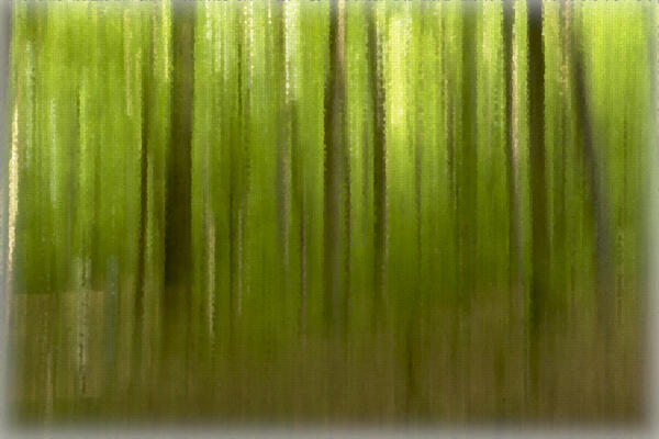 Abstract of the woods at High Shoals Falls