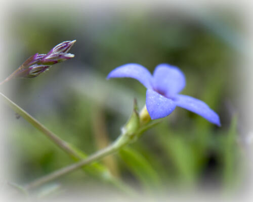 Bluet in bloom