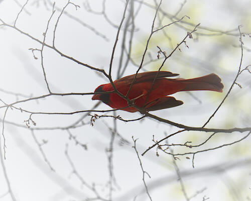 Cardinal along the greenway