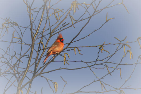 Cardinal in a tree