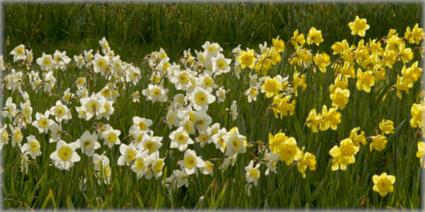 Color swatches of daffodils