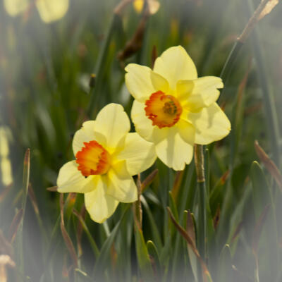 Daffodil blooms