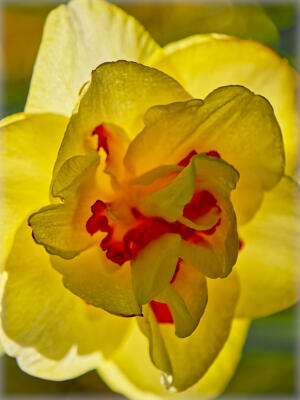 Daffodil close-up