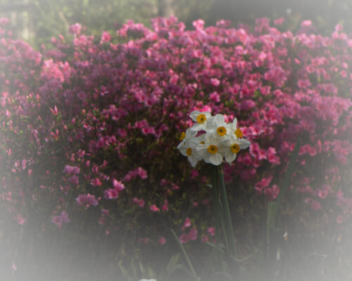 Daffodils and azaleas