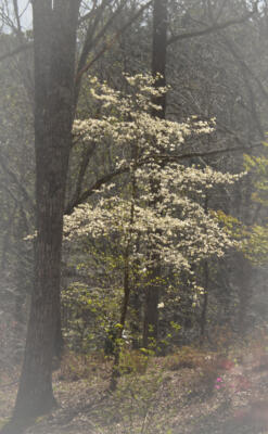 Dogwood tree in bloom