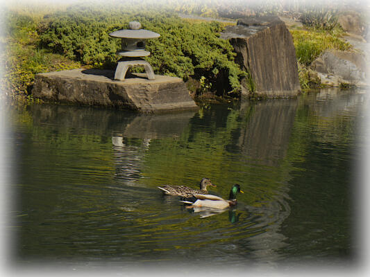 Ducks i the Japanese Garden
