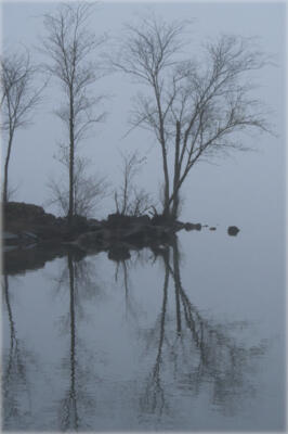 More trees in the fog
