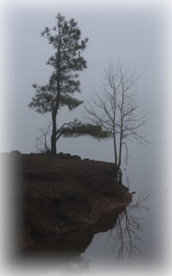 More trees in the fog