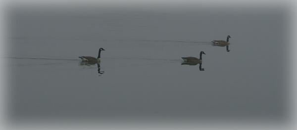 Geese in the fog