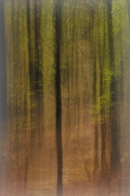 Abstract of the trail