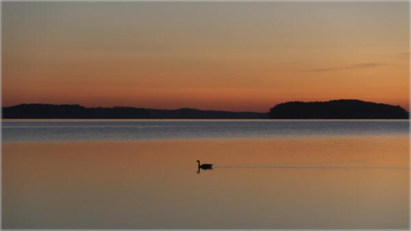 Lone goose out early