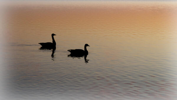 Geese in the early light