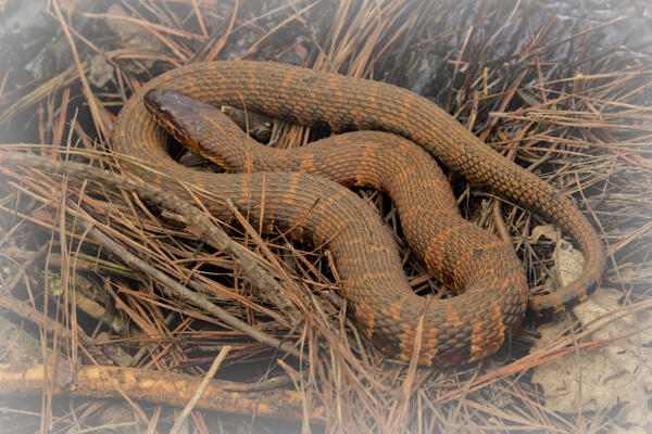 Corn snakes sunning on the beaver dam