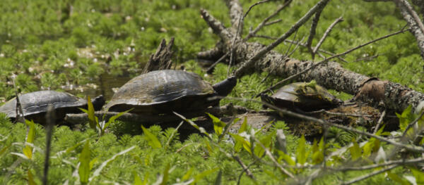 Turtles taking the sun