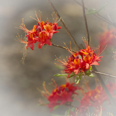 Flame azalea at the native plant garden