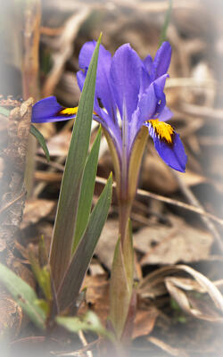 Dwarf bearded iris along the trail