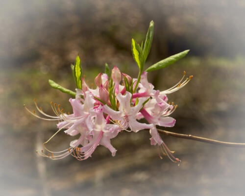Wild azalea bloom