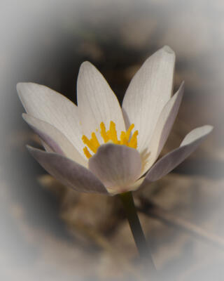 Bloodroot, maybe