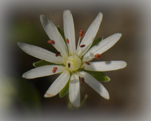 Another white flower